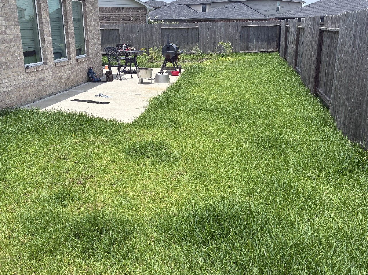 Overgrown front lawn with leaves and weeds
